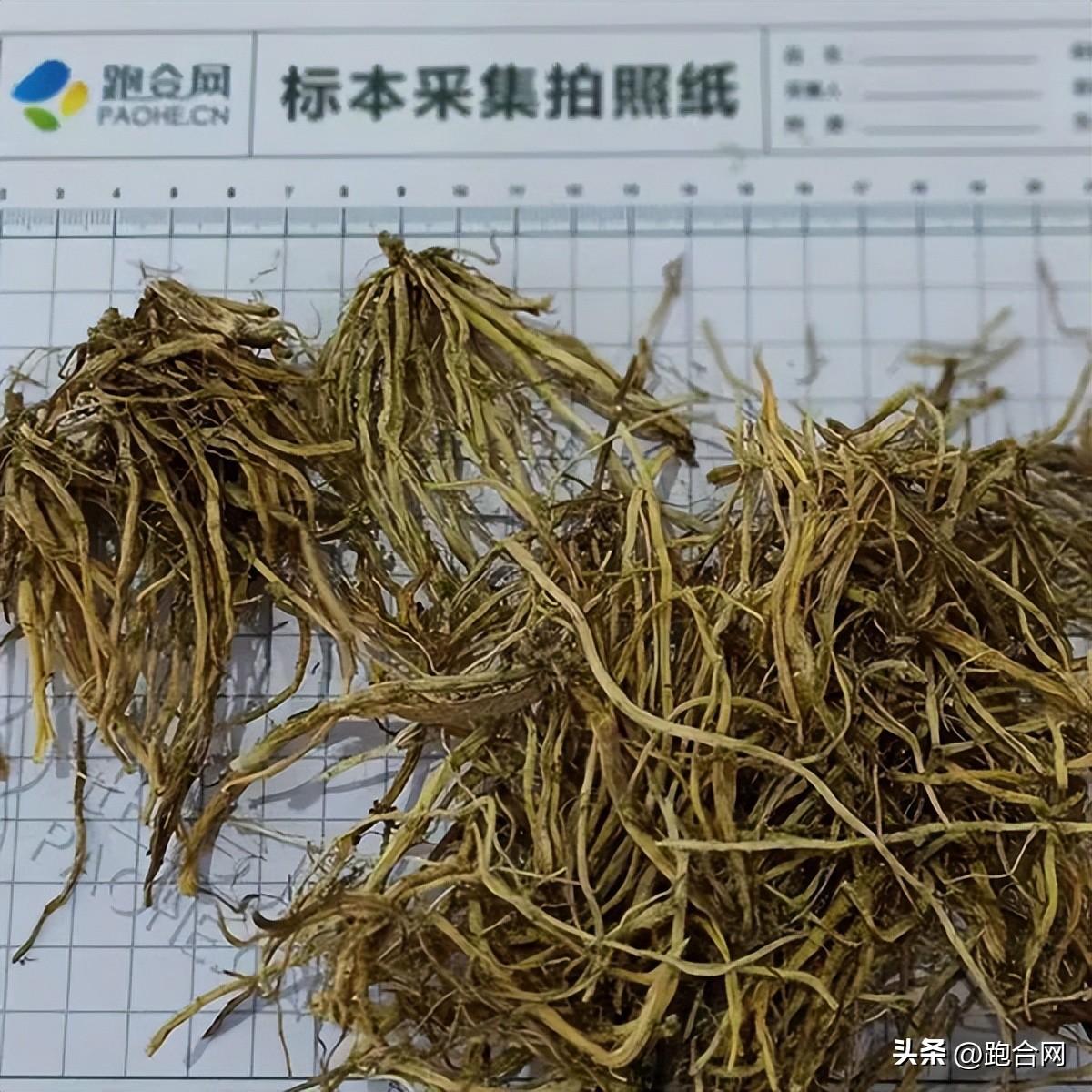 龙胆资讯，小巷深处的独特风味——味蕾与心灵的双重探险之旅