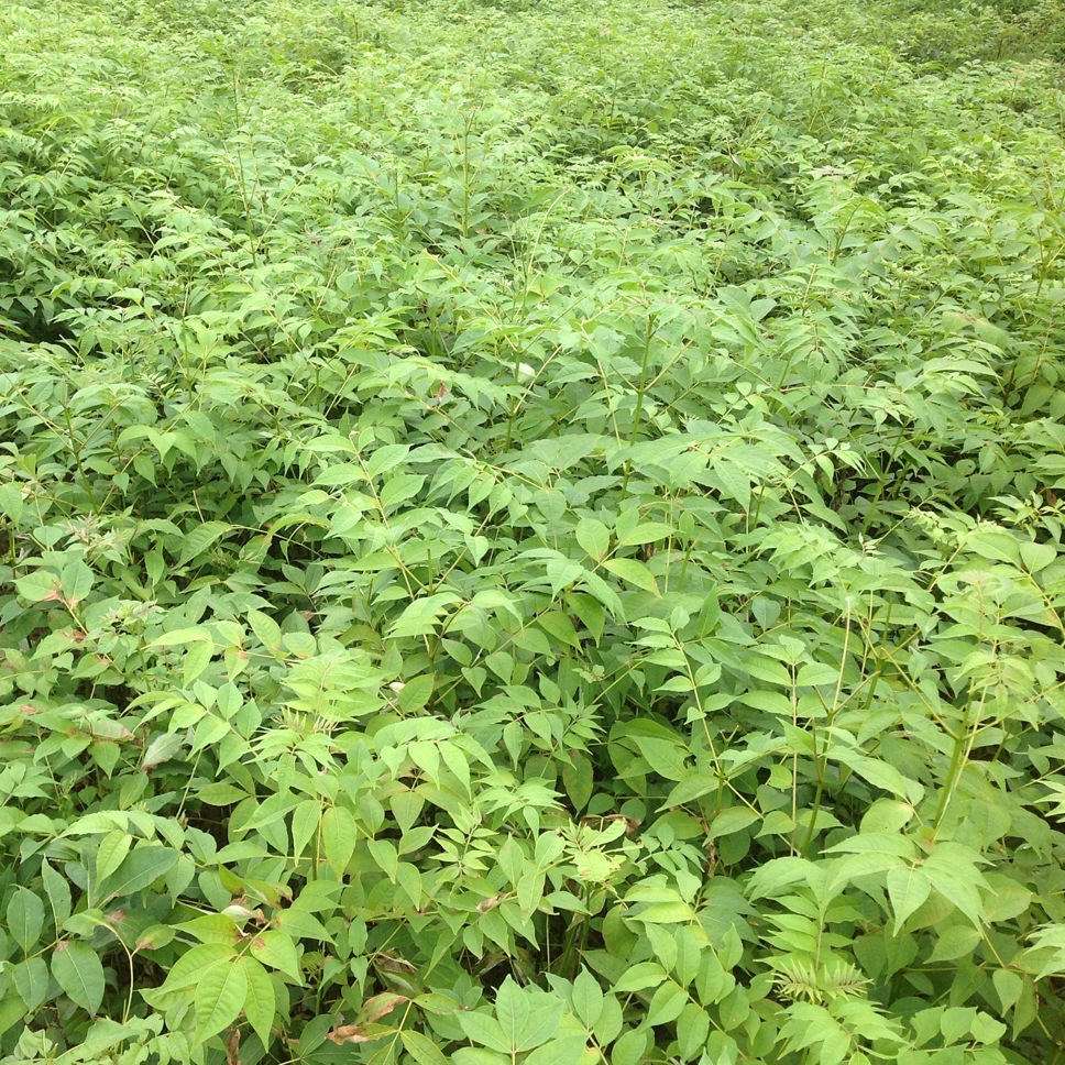 黄柏树苗的成长之旅，价格与励志故事探秘