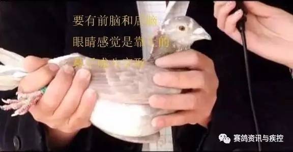 搜鸽网邓文敏，领域闪耀之星的最新视频动态