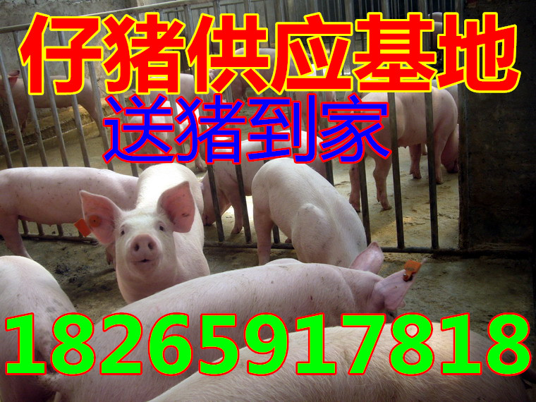 今日猪苗价格行情揭秘，小巷养猪秘闻与独特猪苗店探索