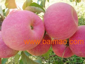 红富士苹果价格行情,🍎红富士苹果价格行情📊