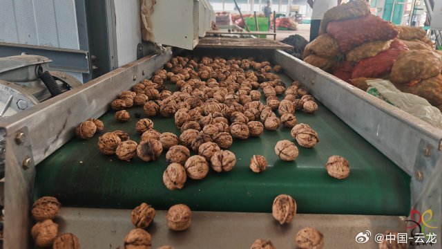 小核桃上市时间与季节性盛宴的解读与观点碰撞