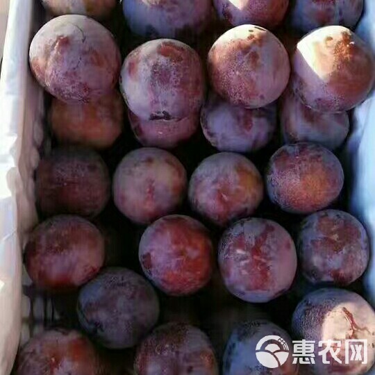 黑巨李行情深度解析，市场走势探讨