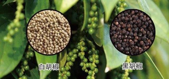 黑胡椒行情揭秘，小巷中的香料宝藏探秘