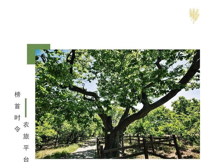 古树乐章最新版，变化中的学习，自信与成就的力量之源