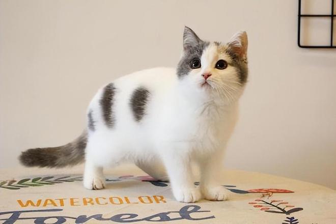 猫奴MTumblr2025精选，成为猫奴的必备指南手册