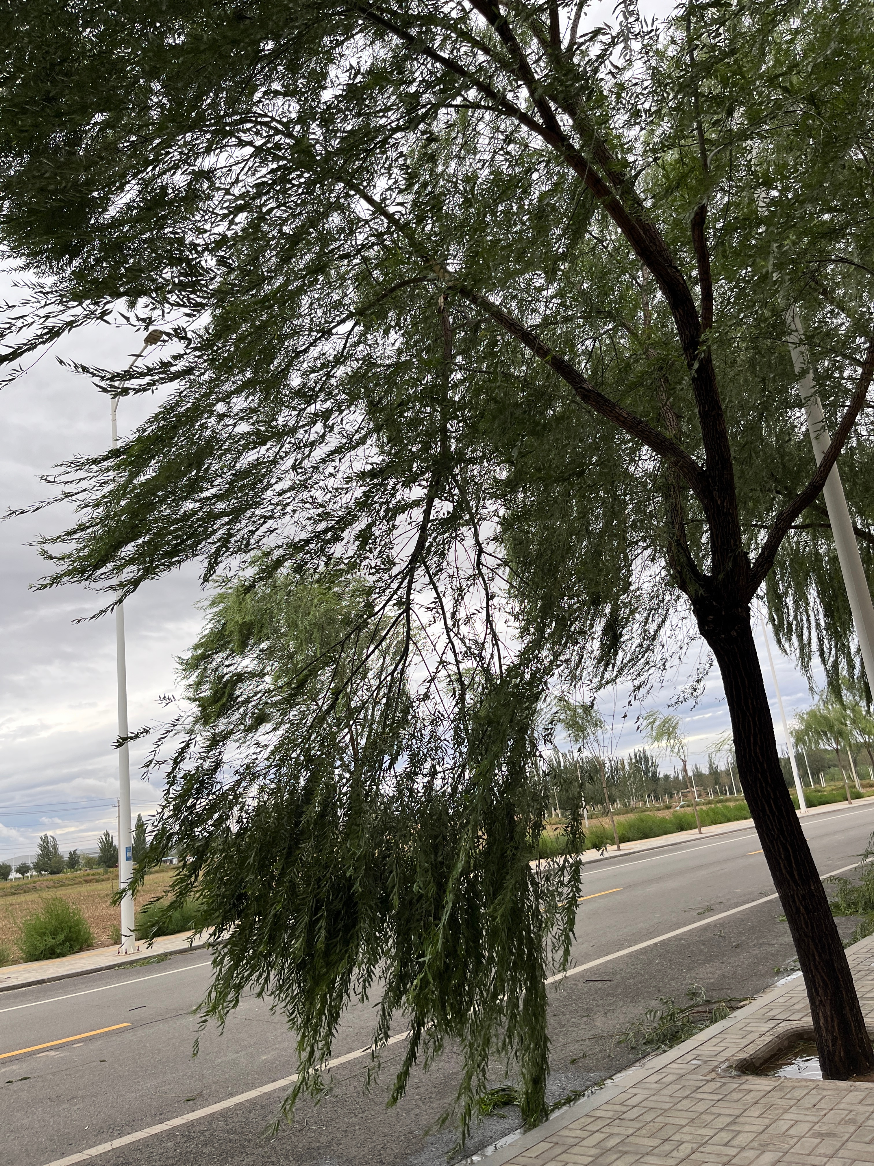 探秘小巷隐秘宝藏，最新大风背后的故事