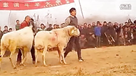 从入门到精通，2014年清丰斗羊比赛全程指南