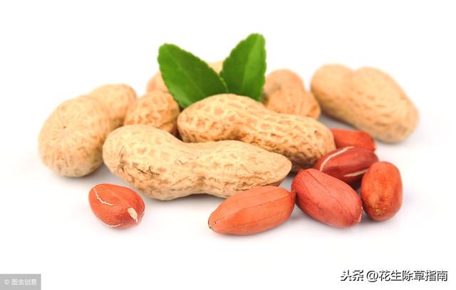 中国花生网最新价格，踏花生之旅，探寻内心平静与自然美景的交融