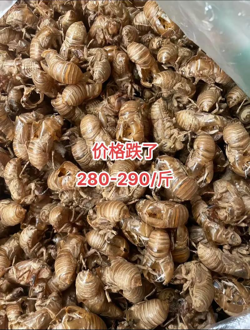 毫州蝉蜕最新价格及指南，获取与理解蝉蜕价格的方法与策略