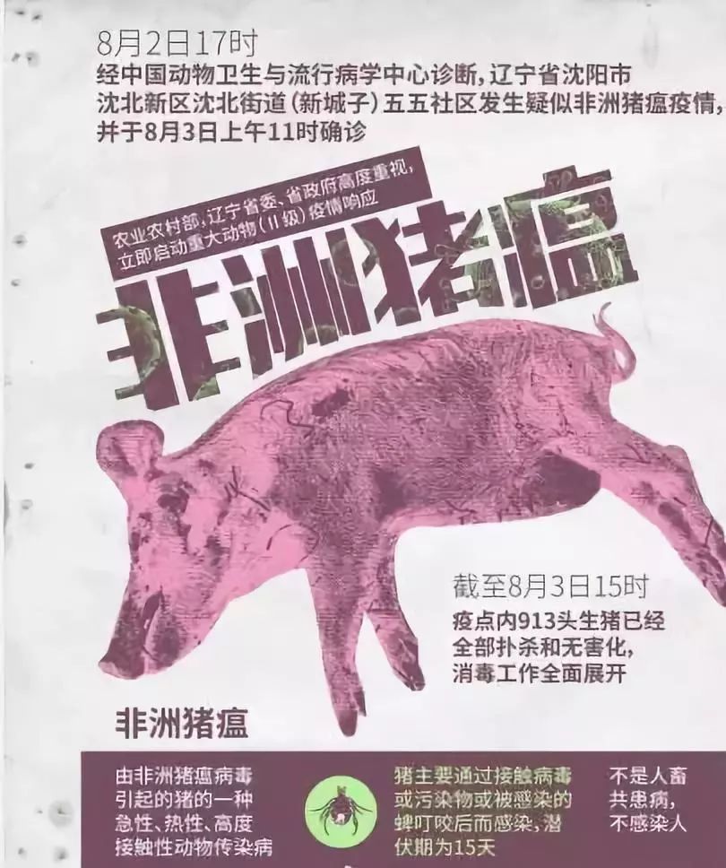 最新羊瘟疫全面解析与观点阐述，深度探讨与应对策略