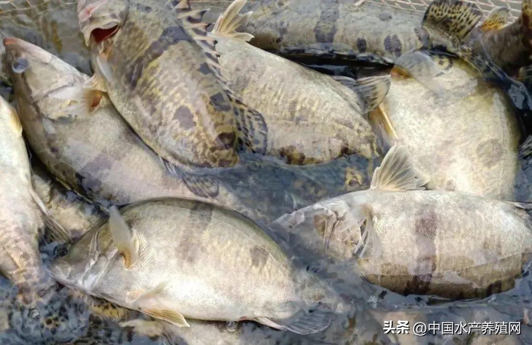 鮰鱼最新价格概览，购买指南与技能提升