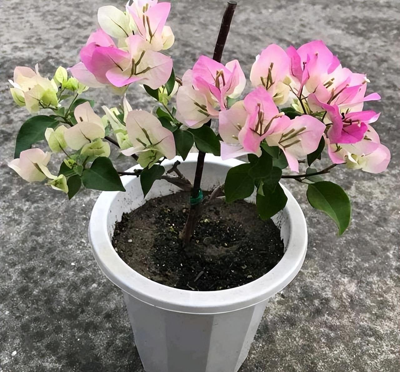 停车场服 第53页