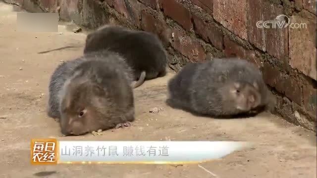 汽车饰品的销售 第41页